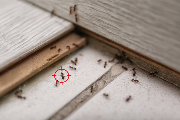 Best Pest Removal Services  in Sacred Heart University, CT