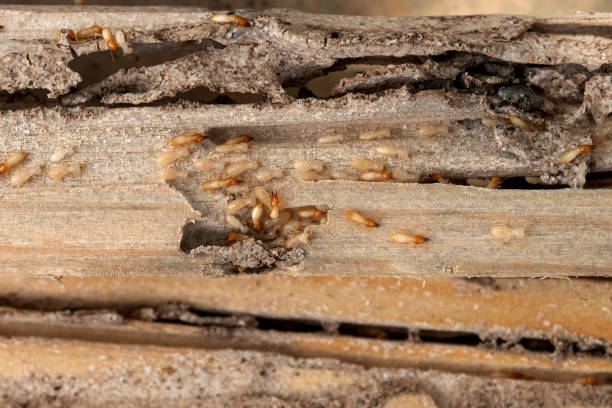 Best Best Pest Control Companies  in Sacred Heart University, CT